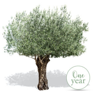 Olive Tree Adoption - 1 Year