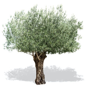 Olive Tree Adoption - Renewal