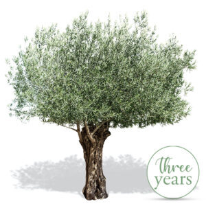 Olive Tree Adoption - 3 Years
