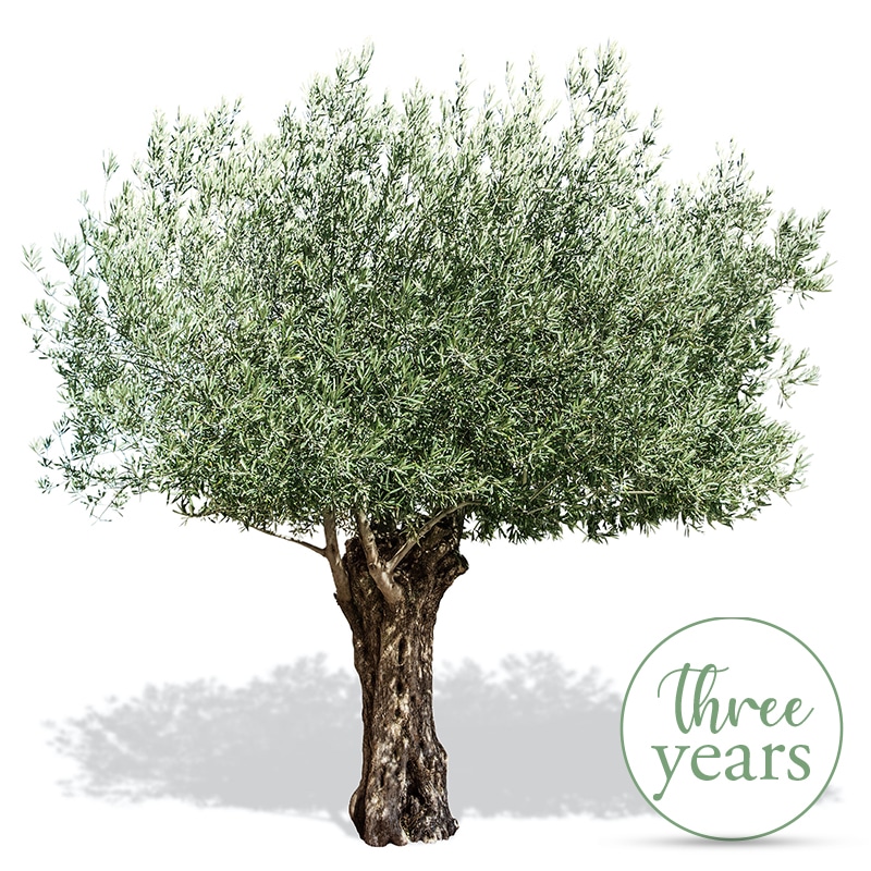 Olive Tree Adoption - 3 Years