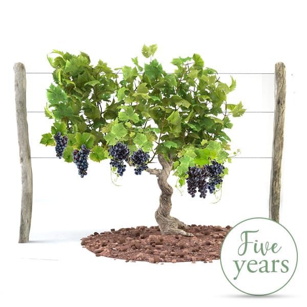 Vine Adoption - 5 Years