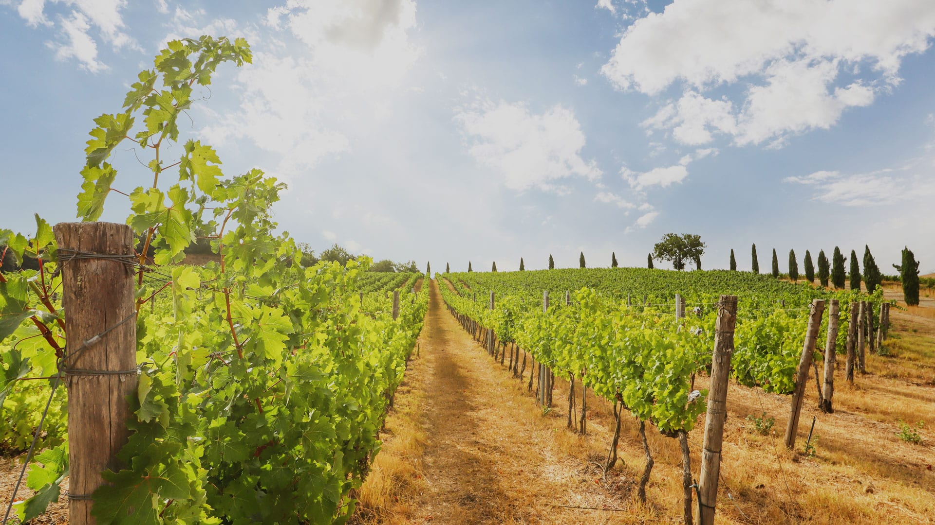 Adopt a vineyard in Tuscany